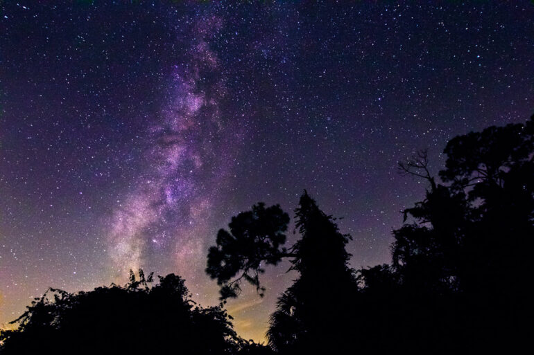 Milky Way over the Pines