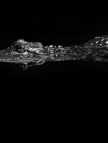 An alligator floats in the dark waters of the Florida Everglades