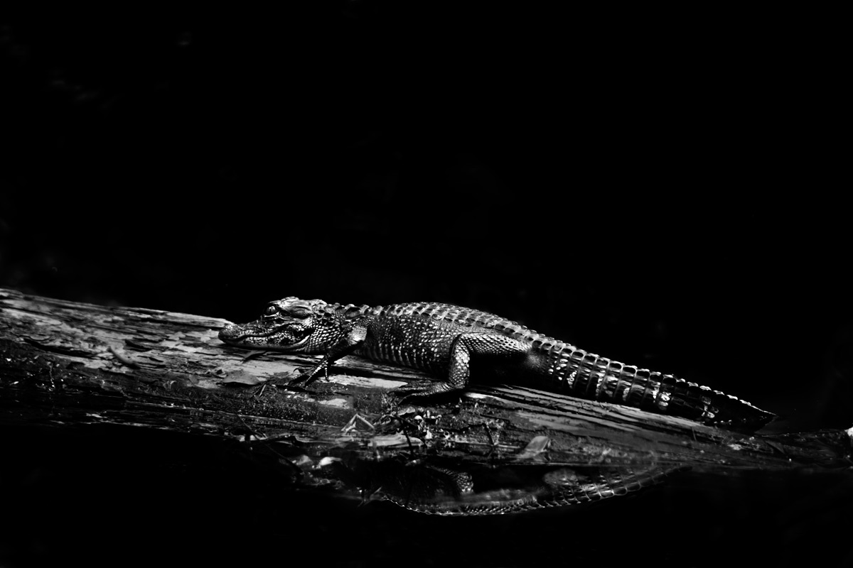 What Is Image Resolution In Photography Itsjustlight What Is Image Resolution In Photography Itsjustlight