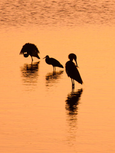 Sunset over Sanibel Island with five wading birds silhouetted