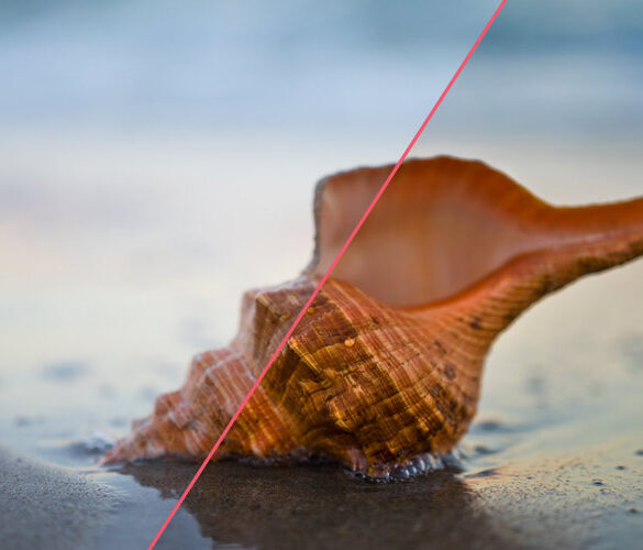 Photography Before and After: Horse Conch by Nick Zantop