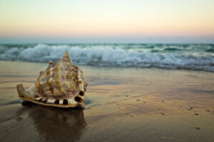 Ricoh GR Review: Seashell at Sunset