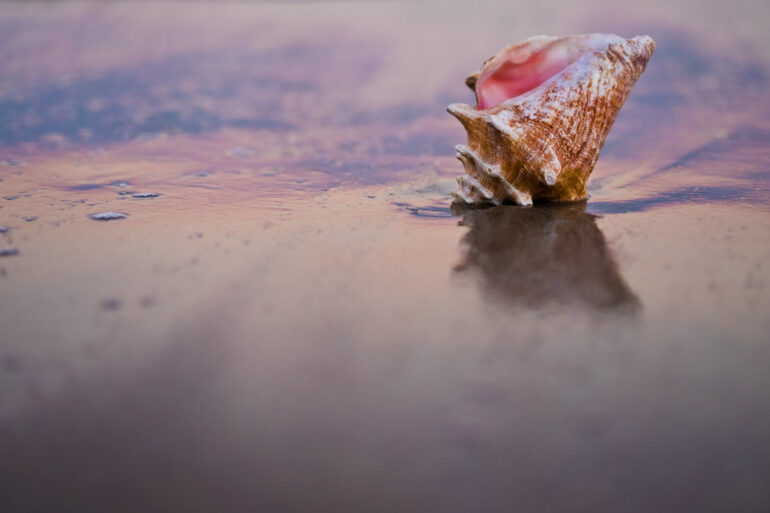 How Histograms Work: Conch Shell at Sunset