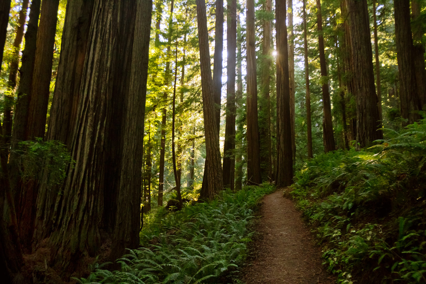 Capturing Giants: Tips for Great Photography in the Redwood Forests ...