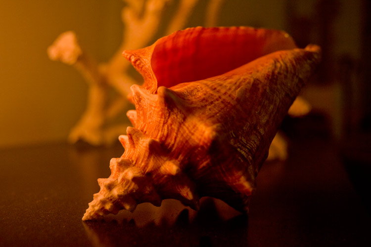 What is White Balance: Warm Color Temperature Example