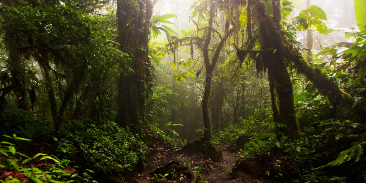 Foggy, humid conditions after the rain in Costa Rica's cloud forest