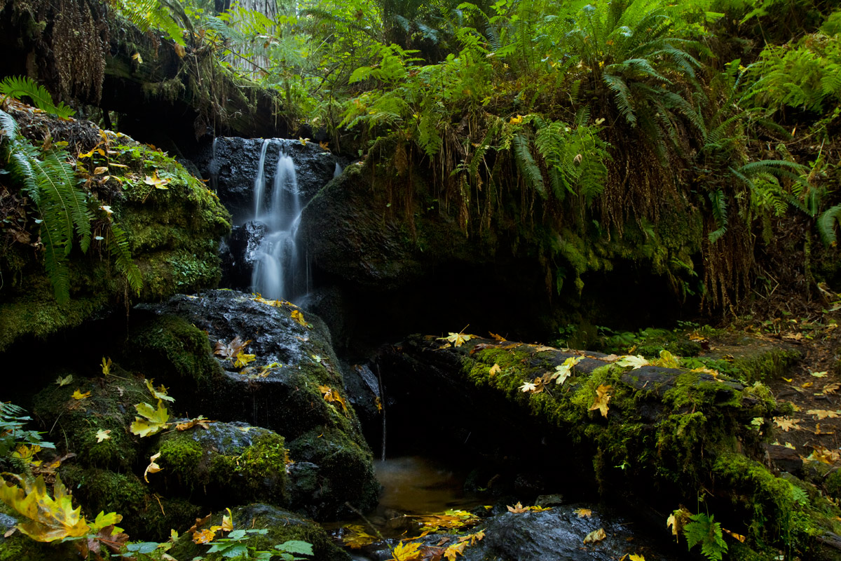 10 National Parks Every Photographer Should Visit: Redwood National Park