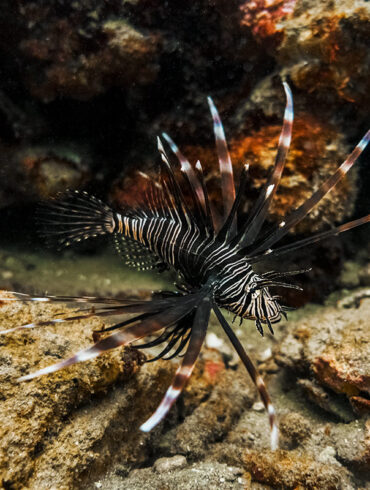 Lionfish on a coral reef