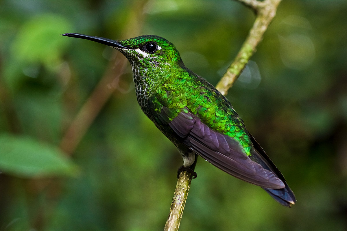 Hummingbird in Costa Rica's tropical rainforest