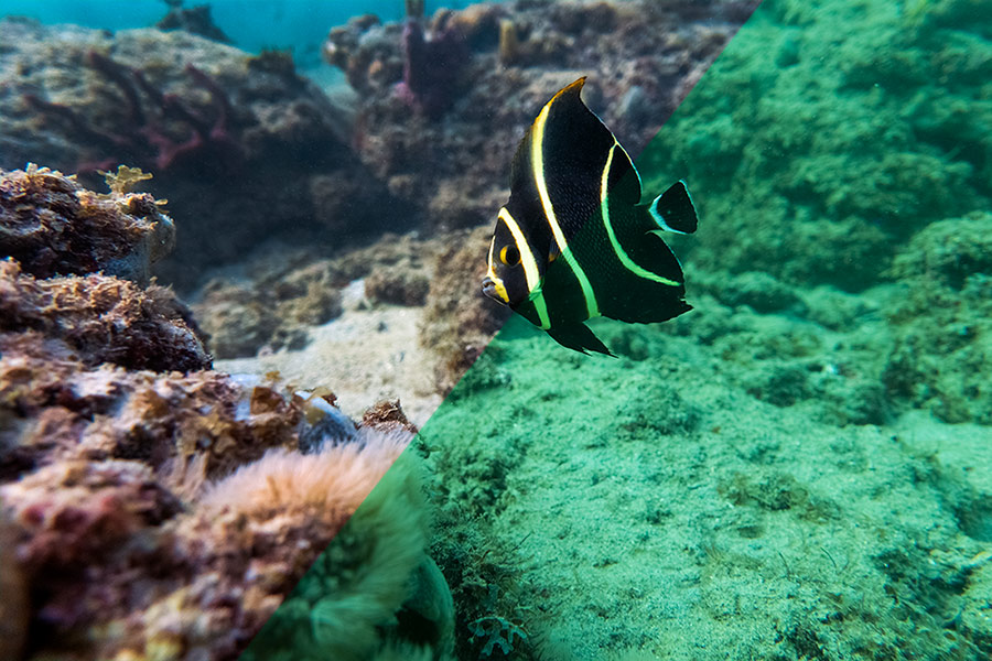 Why Do Underwater Photos Look Blue and Green? »