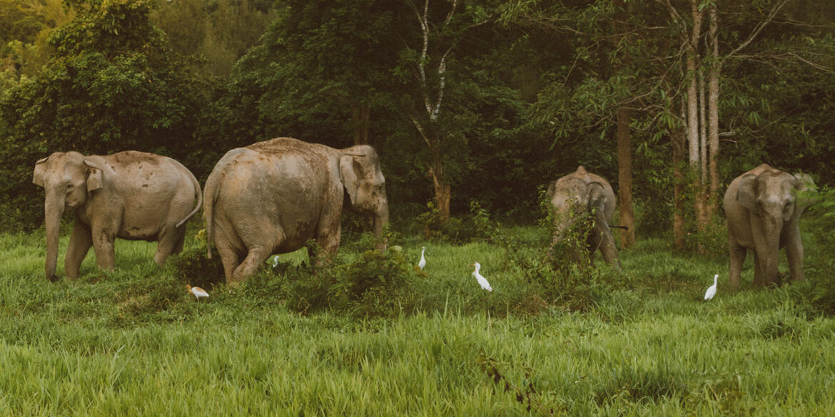 The best books for learning about wildlife photography